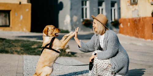 Hunde­halter­haft­pflicht